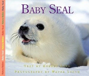 Baby seal