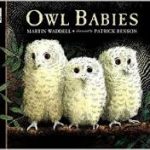 Owl Babies